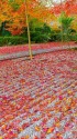 紅葉の玉龍寺庭園