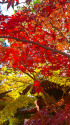 本土寺の紅葉