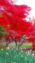初冬の庭園・紅葉に水仙