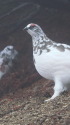 燕山荘の雄雷鳥達