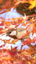 白いシジュウカラ4