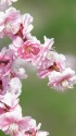 新春に 梅の花