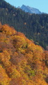小池新道の紅葉