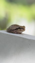 茶色いアマガエル