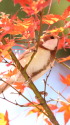 白いシジュウカラ11