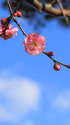 散歩道の花　1601-26-2