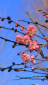 散歩道の花 1601-27-2