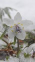 雪の中に咲く節分草
