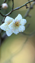 散歩道の花 1602-2-1