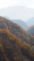 南アルプス林道の紅葉