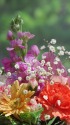 早春の花優しく