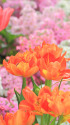 散歩道の花 1602-10-3