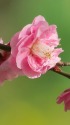 開花進む梅の花・紅梅