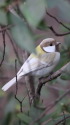 白いシジュウカラ27