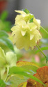 散歩道の花 1602-16-2
