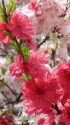 雛祭に・花桃(ハナモモ)1