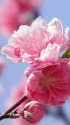 雛祭に・花桃(ハナモモ)2