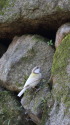 白いシジュウカラ33
