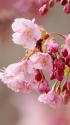 早春に咲く河津桜