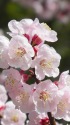 杏(アンズ)の花
