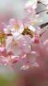 ほんのり紅さす河津桜