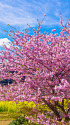 河津桜と菜の花畑