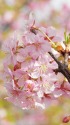 春がすみ河津桜