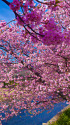 早春に咲く河津桜