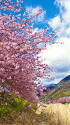 河川敷から見る桜並木