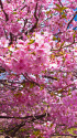 咲き誇る河津桜