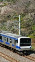 偕楽園の梅とE531系電車