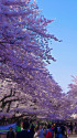桜の季節はもうすぐ・上野公園