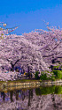 桜の季節はもうすぐ・上野不忍池