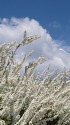 満開のユキヤナギ