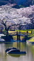 桜の季節はもうすぐ小石川後楽園