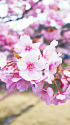 河津桜