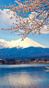 桜の季節はもうすぐ・河口湖