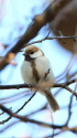 白いシジュウカラ50