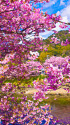 早春の空と河津桜
