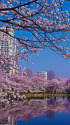 桜の季節はもうすぐ・上野不忍池