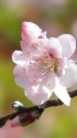 ポッチリ咲いたアーモンドの花