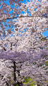 桜の季節はもうすぐ・上野公園