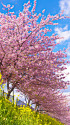 早春の空と河津桜と菜の花