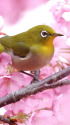 ウメジロー10
