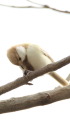 白いシジュウカラ55
