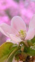 花梨(かりん)の花