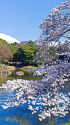 小石川後楽園・大泉水と桜