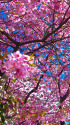 河津桜
