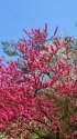 京都御苑の花桃