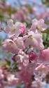 花海棠(ハナカイドウ)